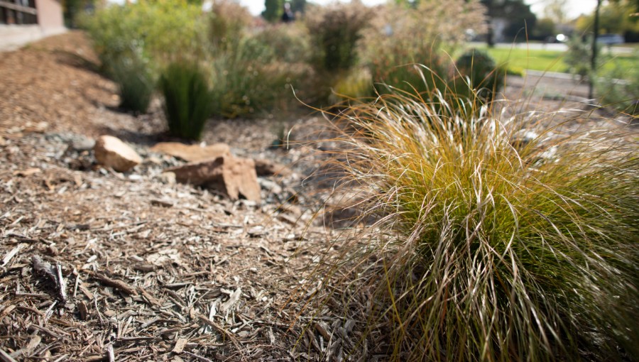 photo of garden in Petaluma