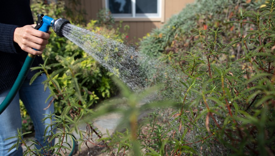 photo of person watering garden