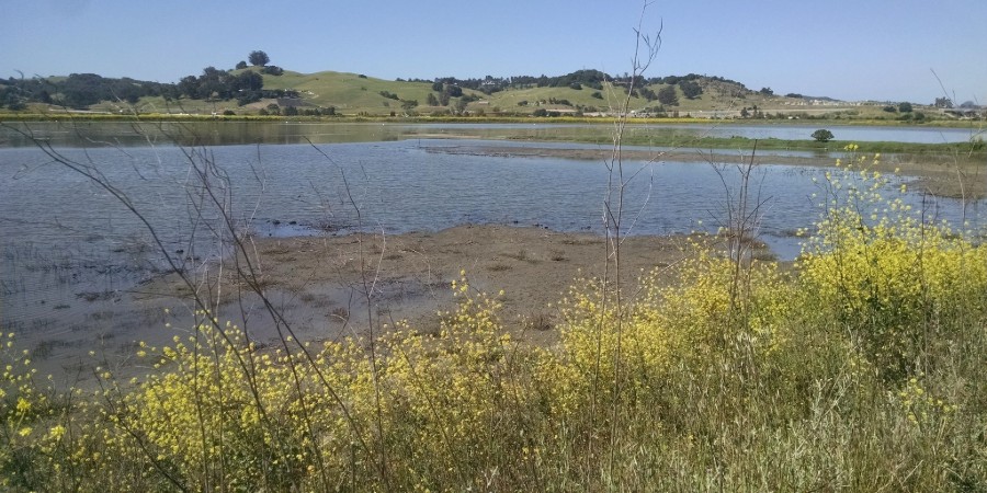 Picture of creek in Petaluma