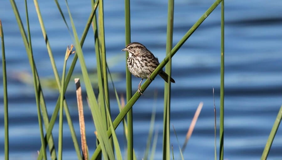 photo of bird at Petaluma Wetlands