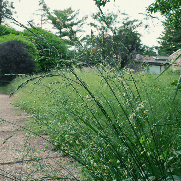 overgrown vegetation