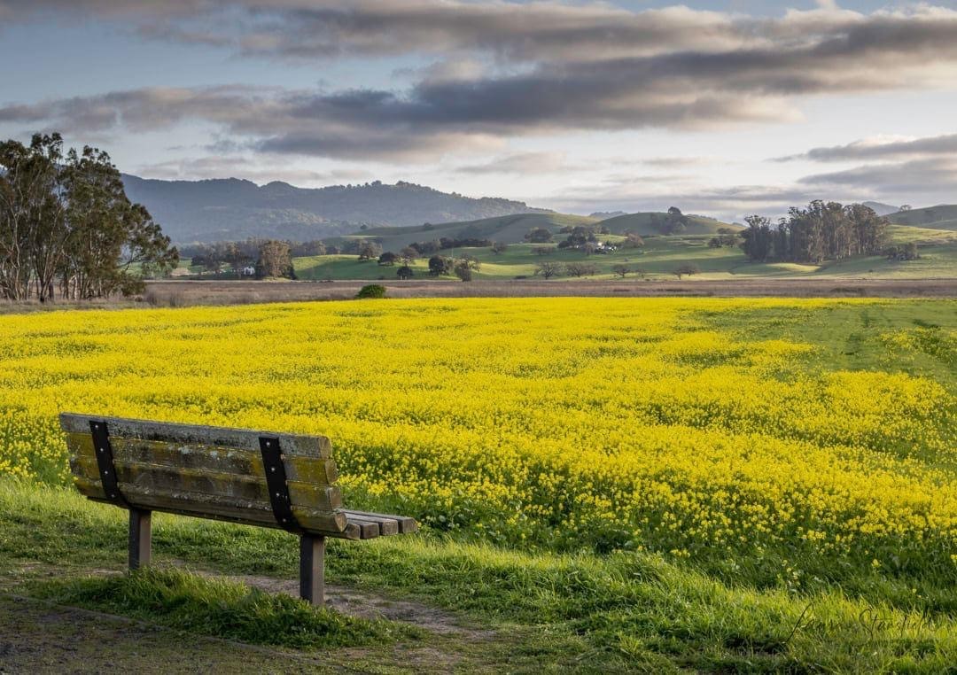 ellis creek park bench