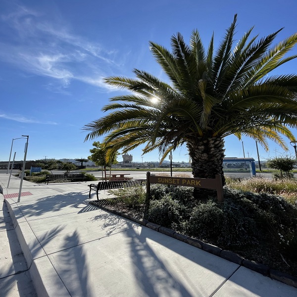 Image of a palm tree at a local park