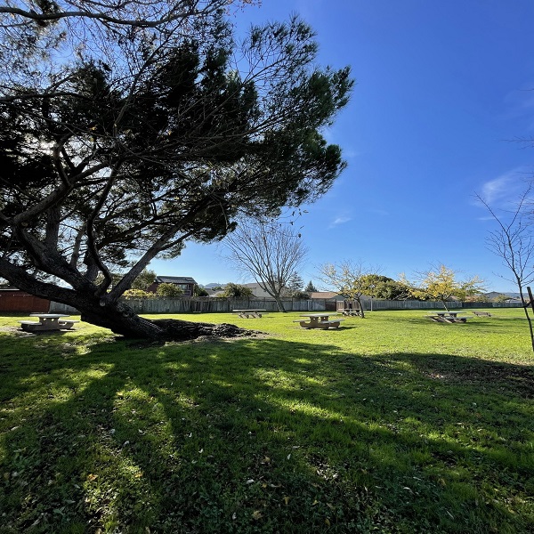 miwok tables/tree