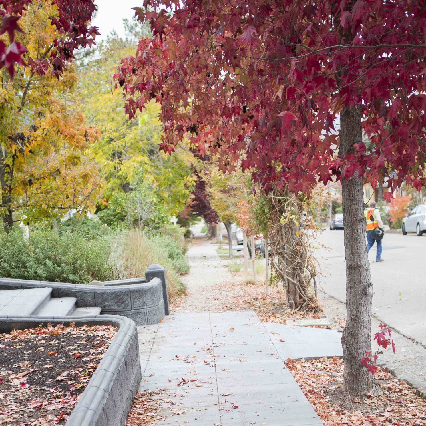 Tree lined street