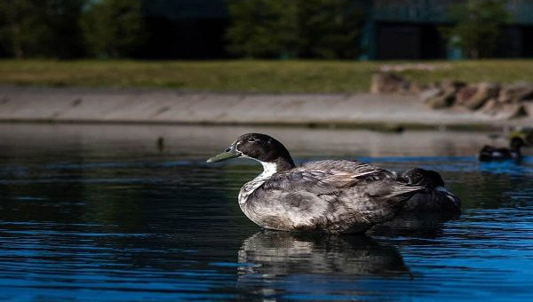 picture of bird on water