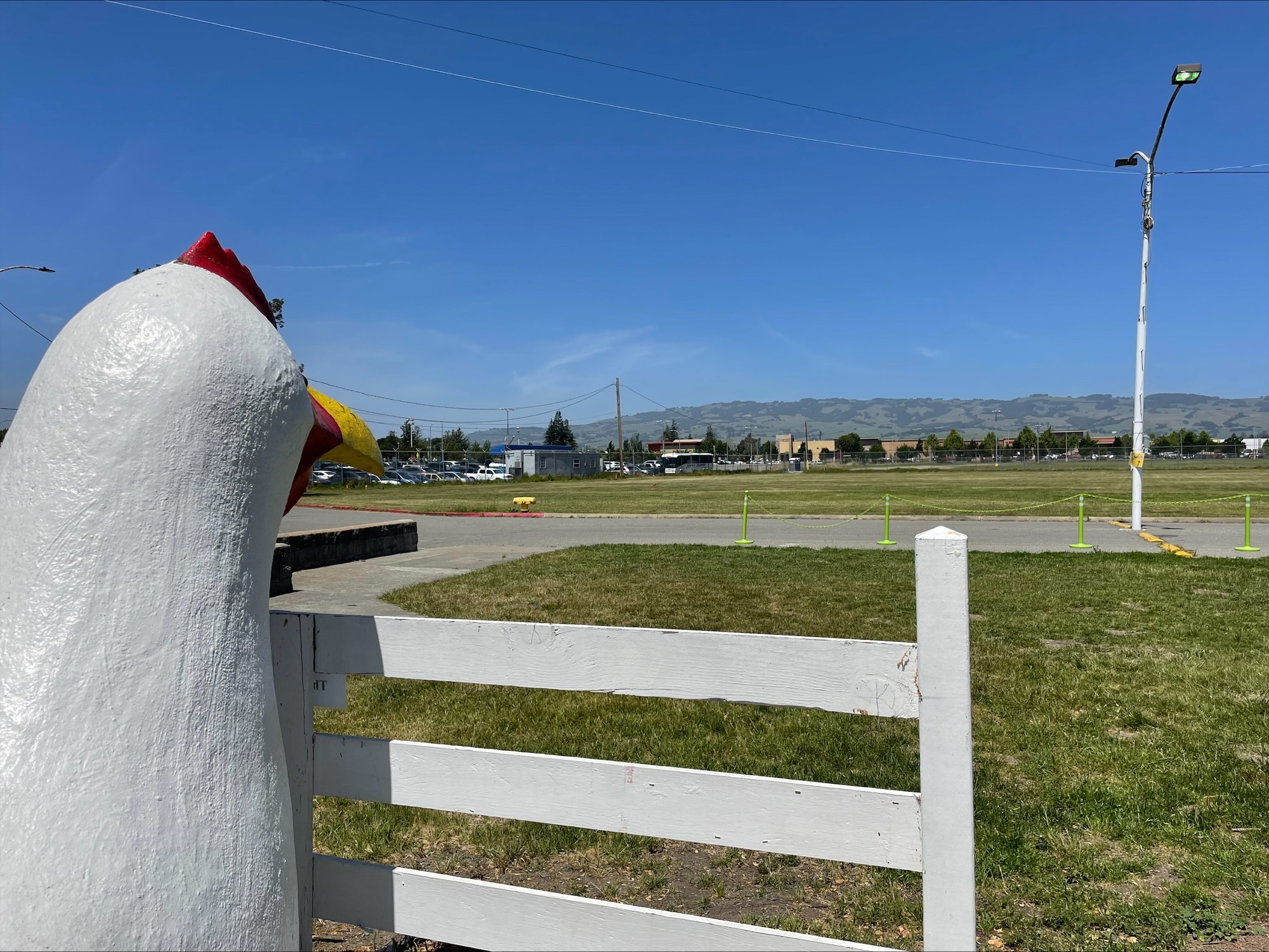 Looking past the head of a papier mache chicken towards an empty field on the Petaluma Fairgrounds.