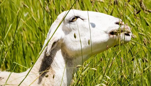 Petaluma Grazing Program 2_2