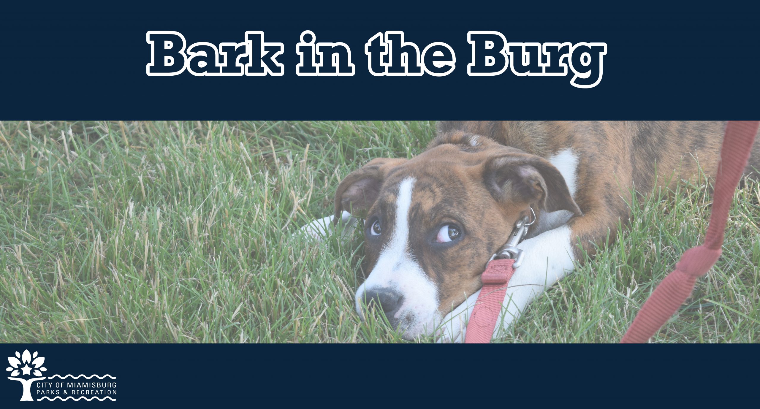 Bark in the Burg