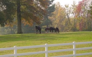 Horses grazing