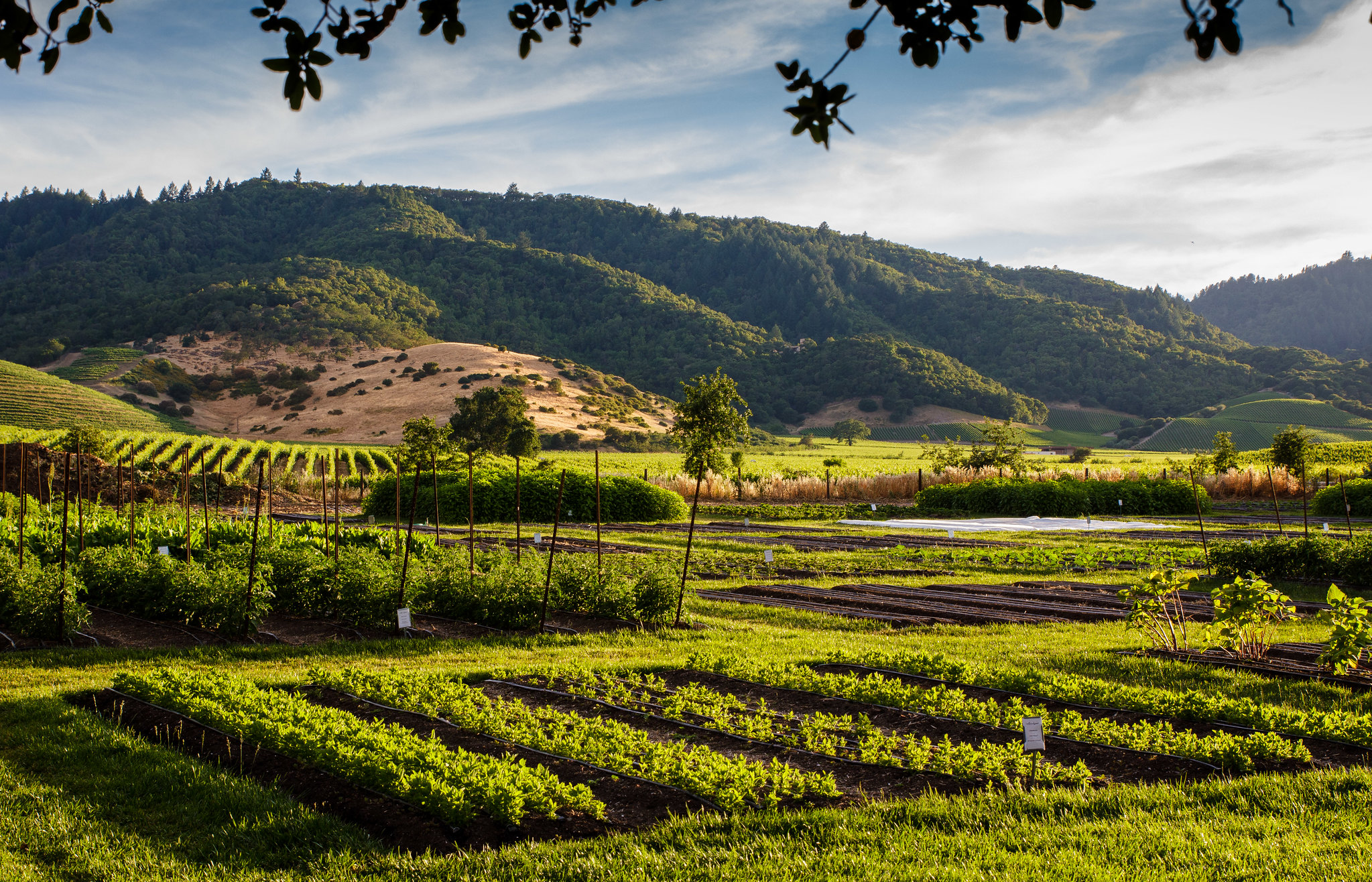 Napa gardens