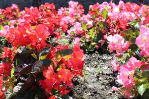 closeup of red and pink flowers