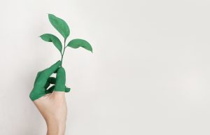 hand holding green plant