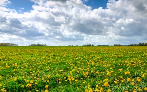 green background with small yellow flowers all around