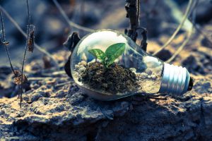 soil and plant inside a lightbulb