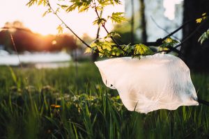 plastic bag in the wild