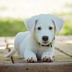 white puppy