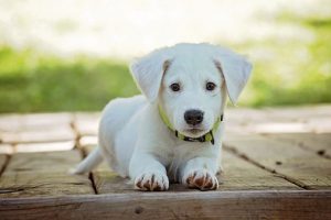 white puppy