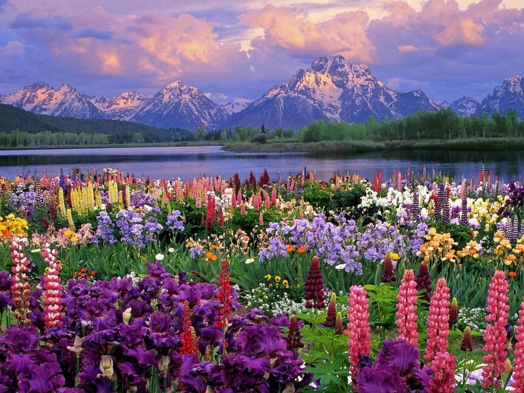 flowers and mountains