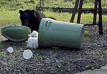 Bear going through the garbage