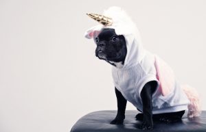 pup in unicorn costume