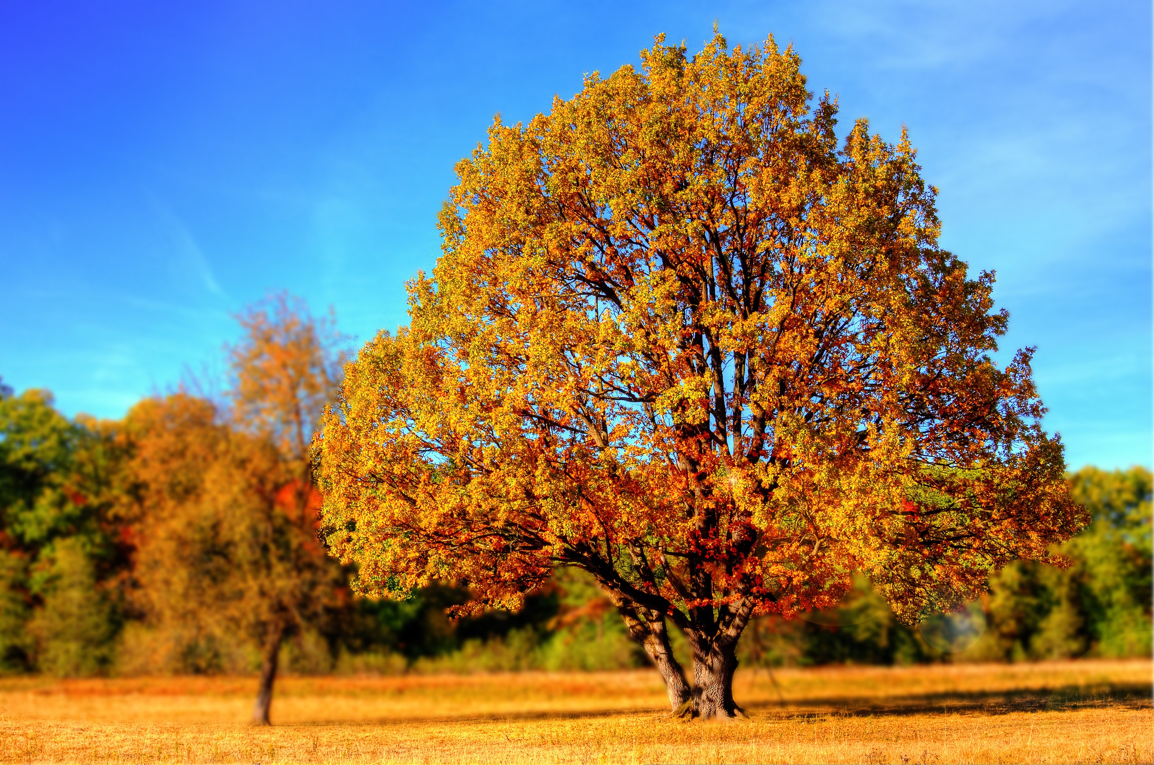 yellow leaves tree