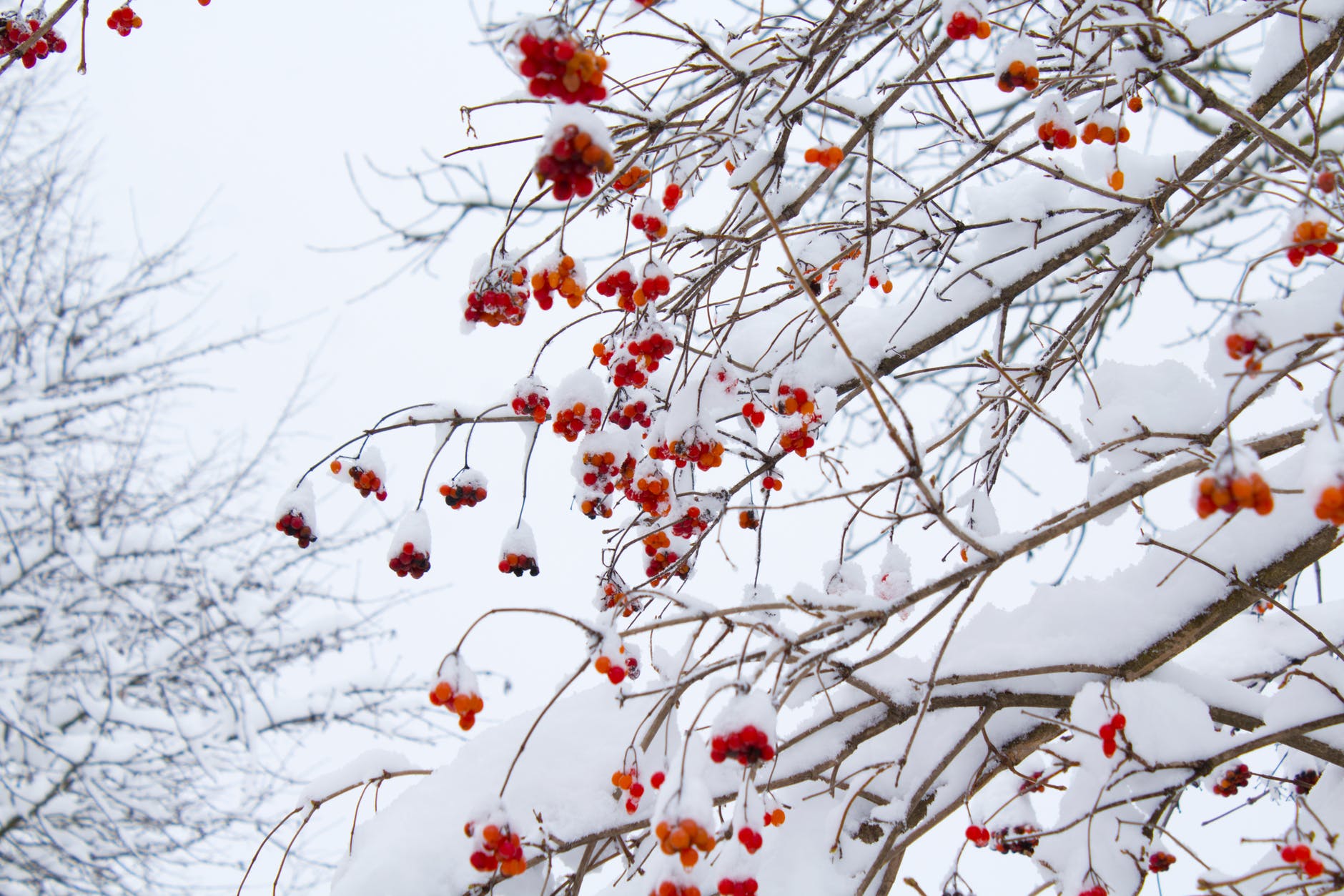 Winter Tree