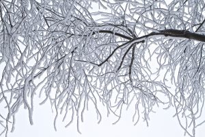 Winter Tree