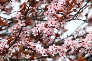 Tree with Pink Blossoms