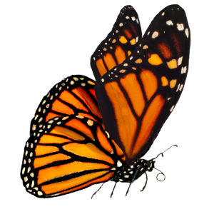 Monarch Butterfly