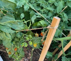 Tomatoes Plant by ER