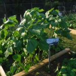 Raised garden bed