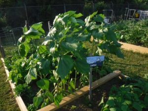 Raised garden bed