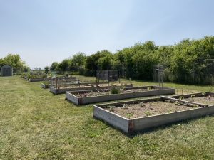 Community Garden 2