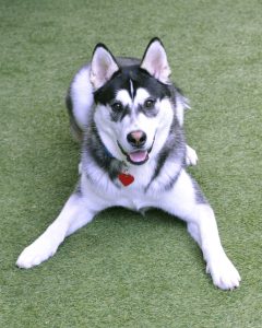 dog on grass