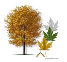maple tree image