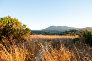 Mount Tam view