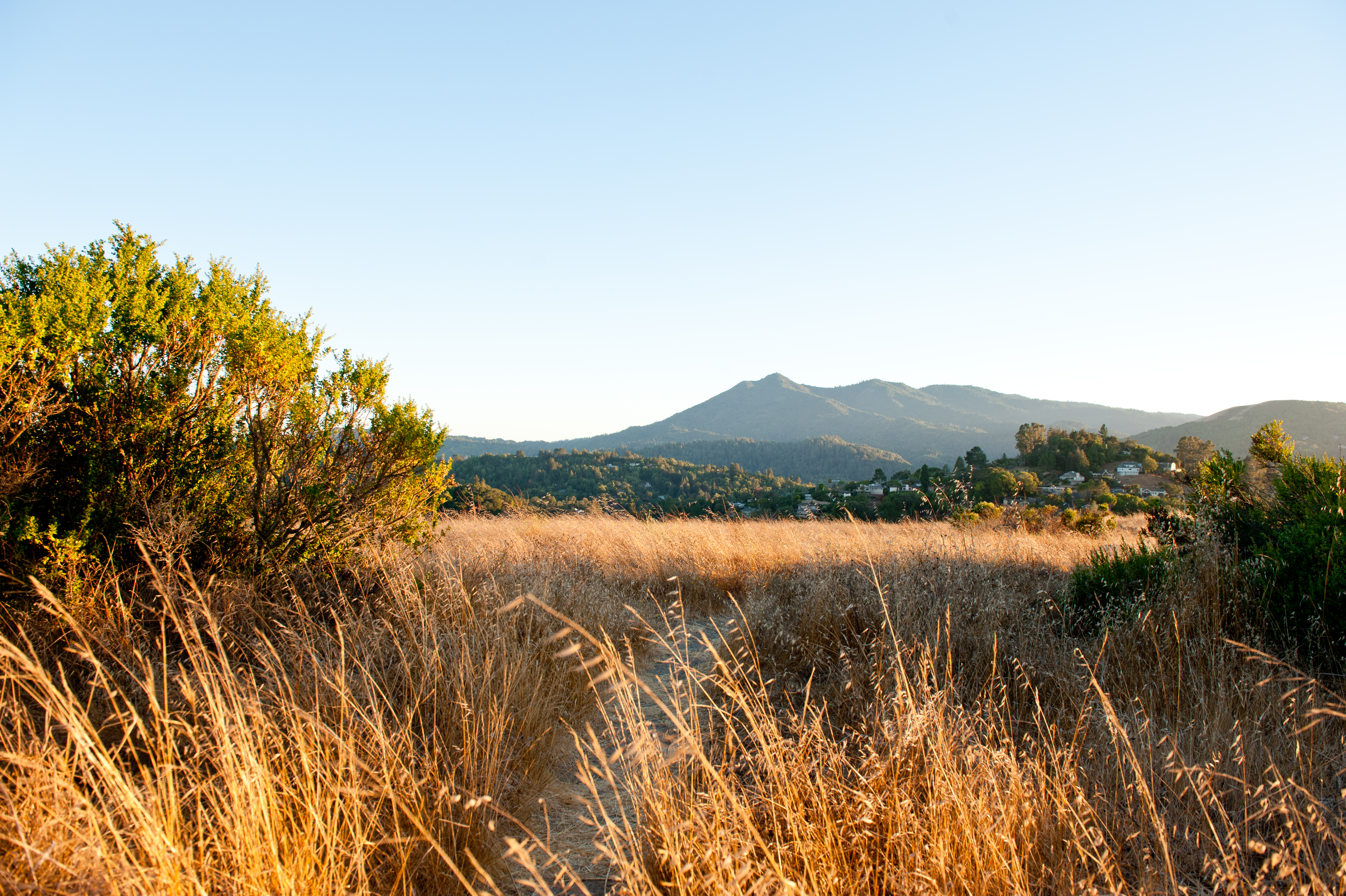 Mount Tam view