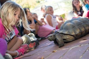 Wildcare Courtyard Photo