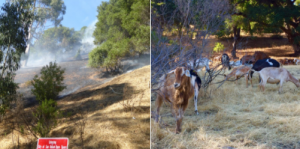 Goat grazing for fire protection