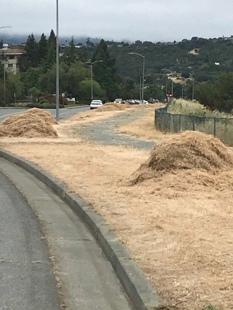 McInnis Parkway Vegetation Removal