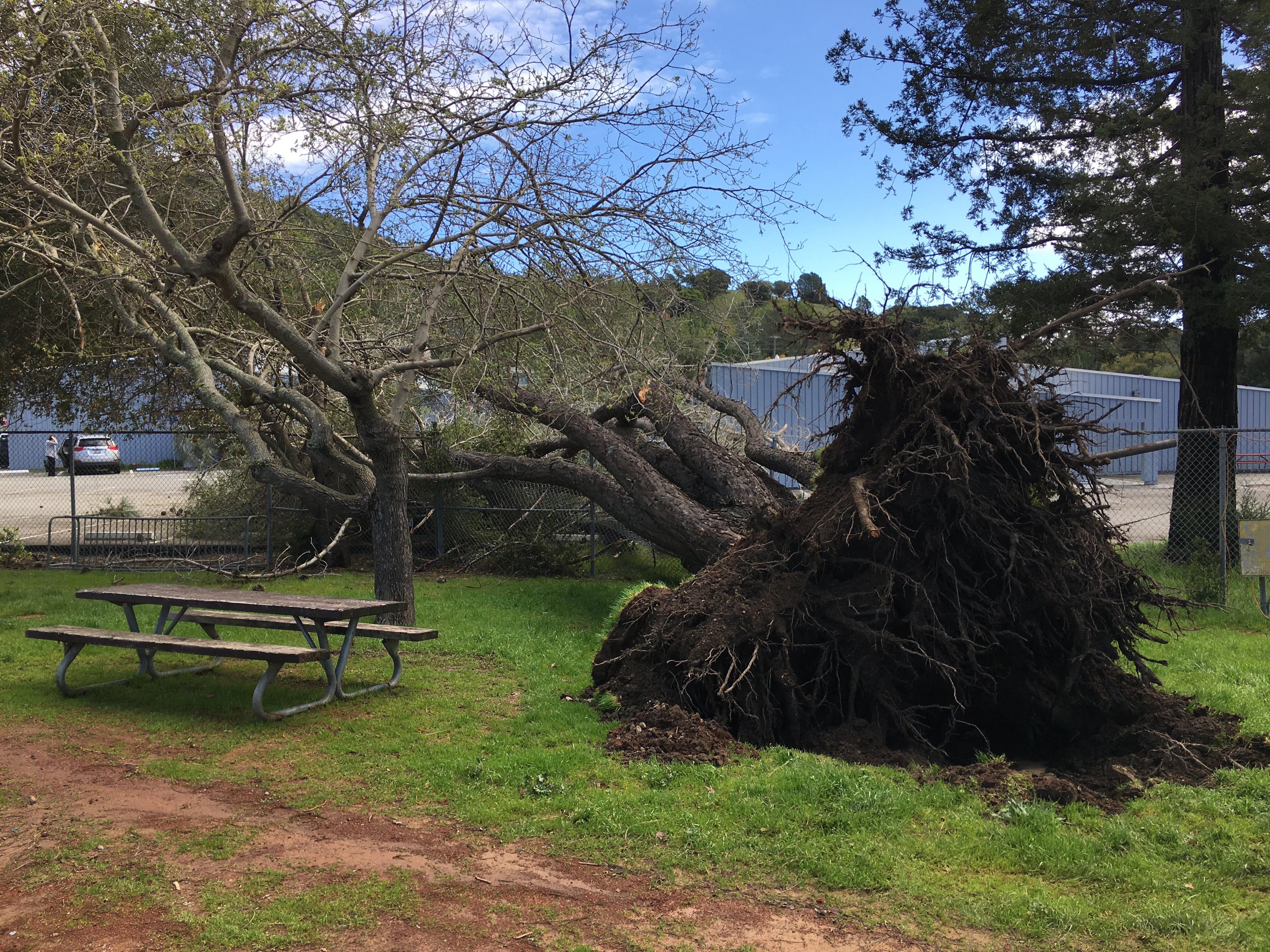 Emergency tree work