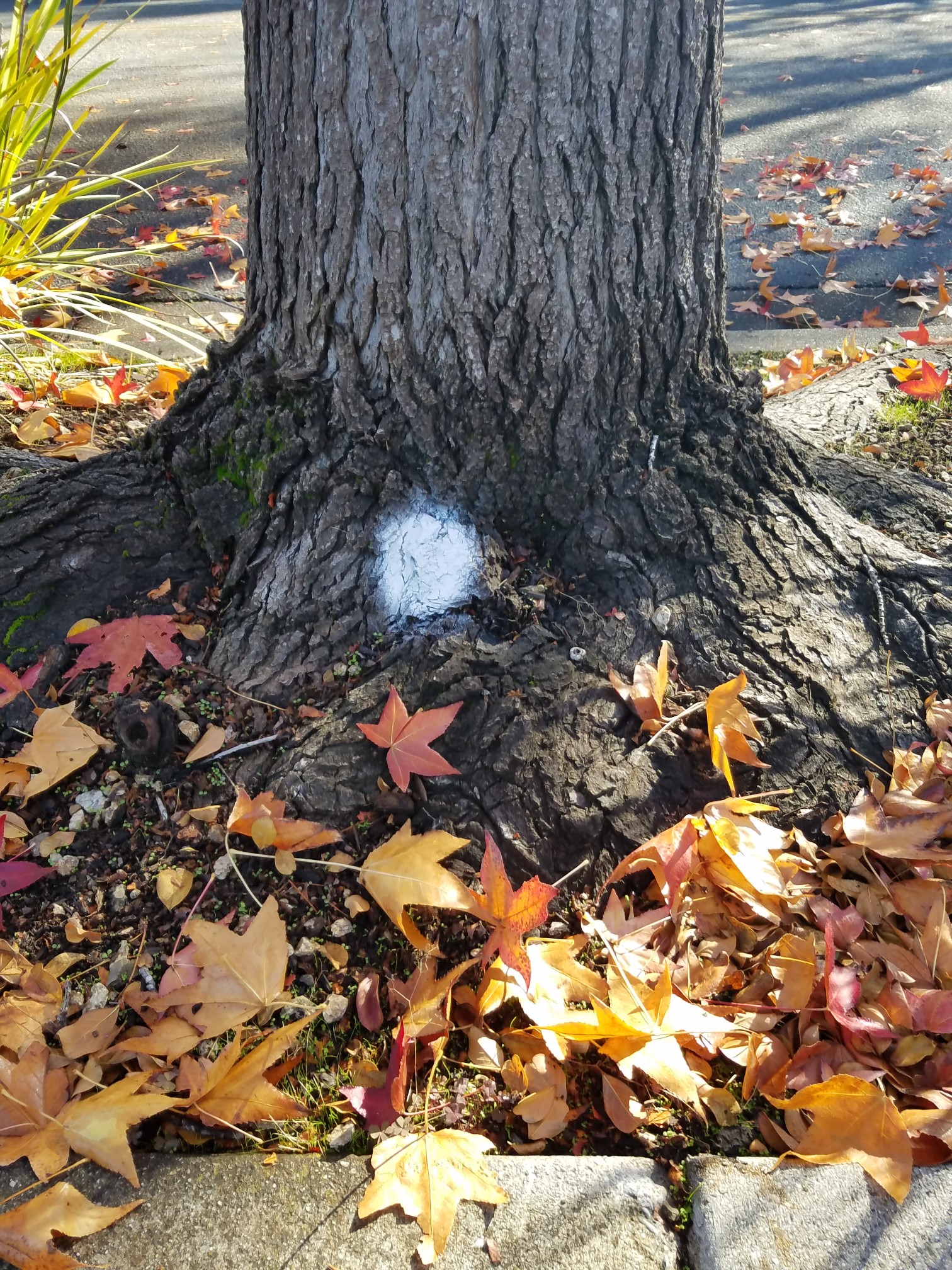 tagged street tree