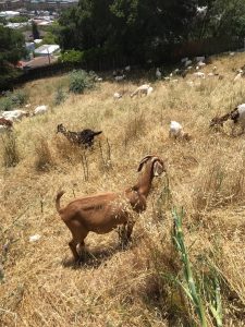 Goats grazing