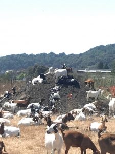 Goats San Rafael