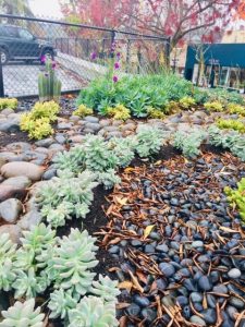 Yound succulent garden after rain fifth & c st