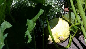 Community Gardens