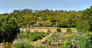 Terra Linda Community Garden