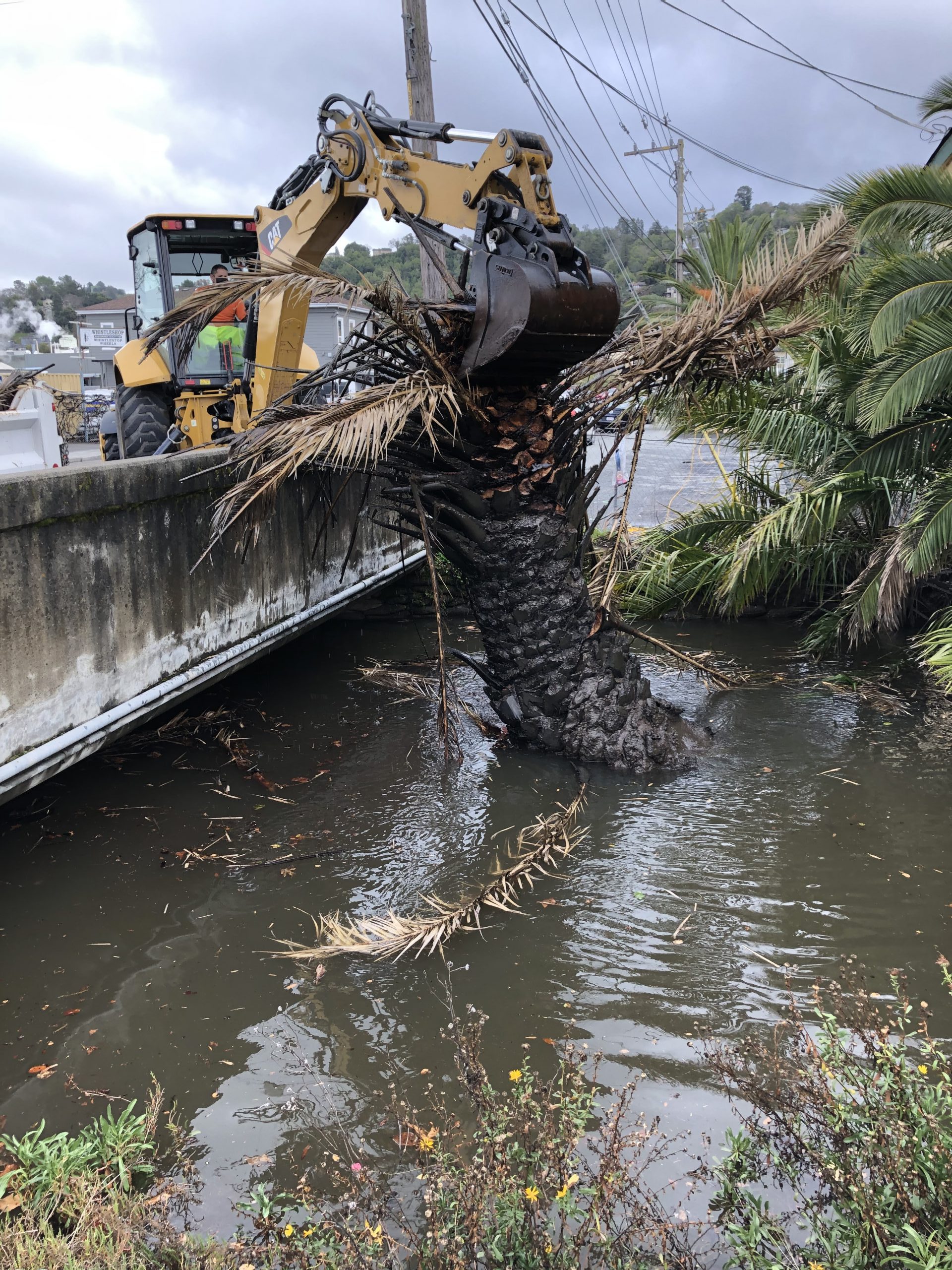 Palm Tree Removal Storms