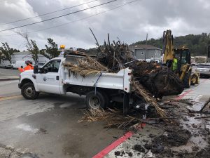 Palm Tree Removal Storms